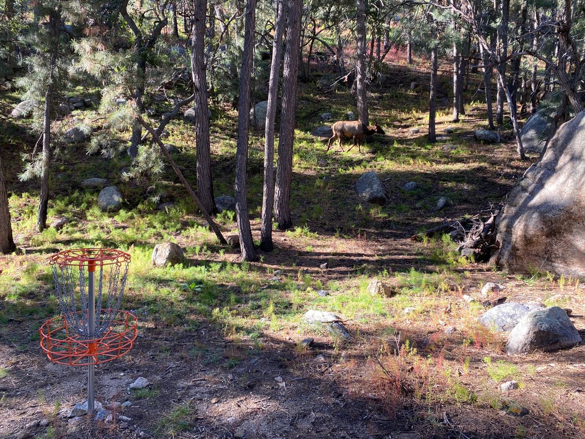 A big herd of elk scared me while walking up to the #4 basket