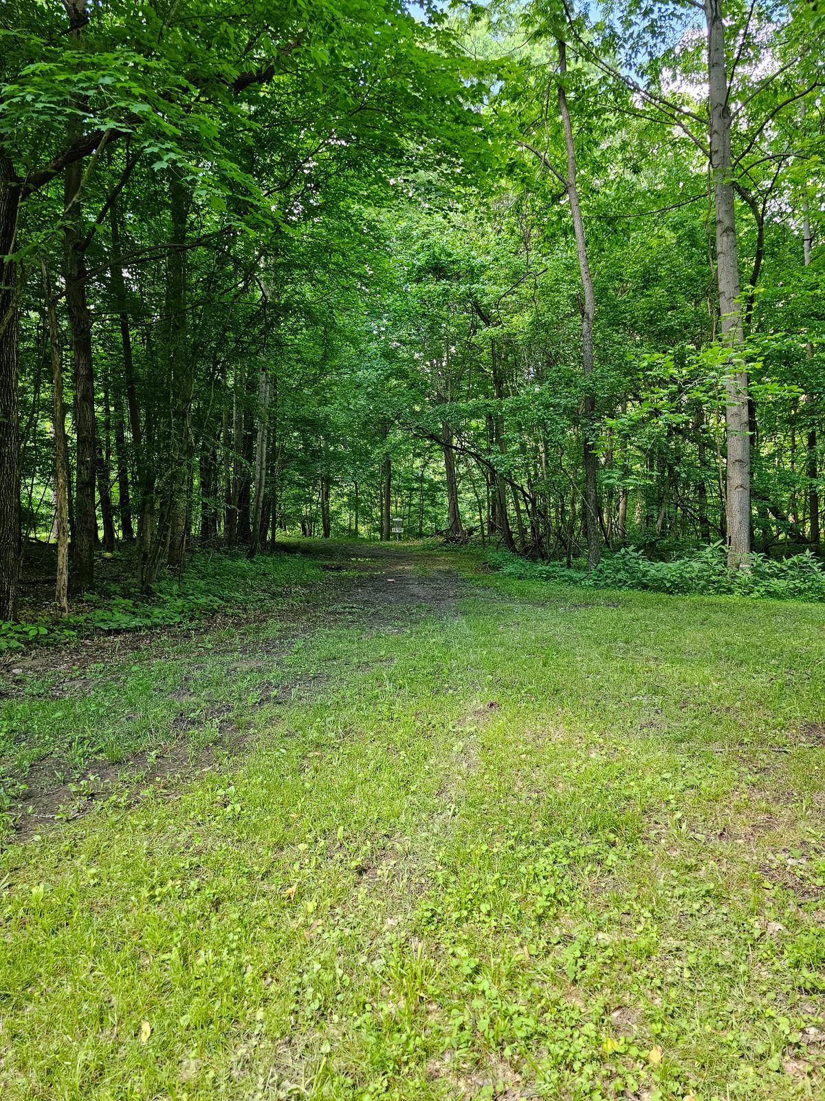 Hole 11 basket