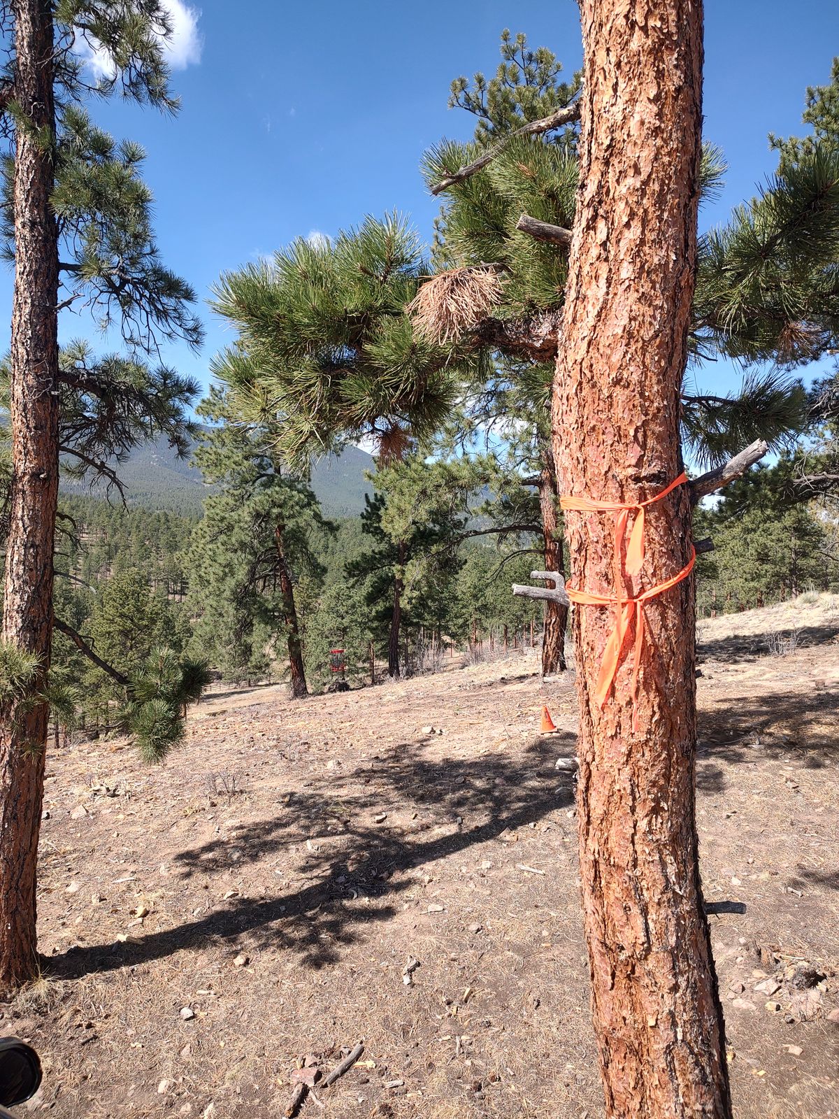 Ribbons on tree 100' from 20 basket