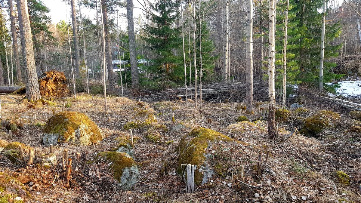 Även här i krokarna runt hål 11-12. Arbetet med att göra finare där nere vid älven fortgår.