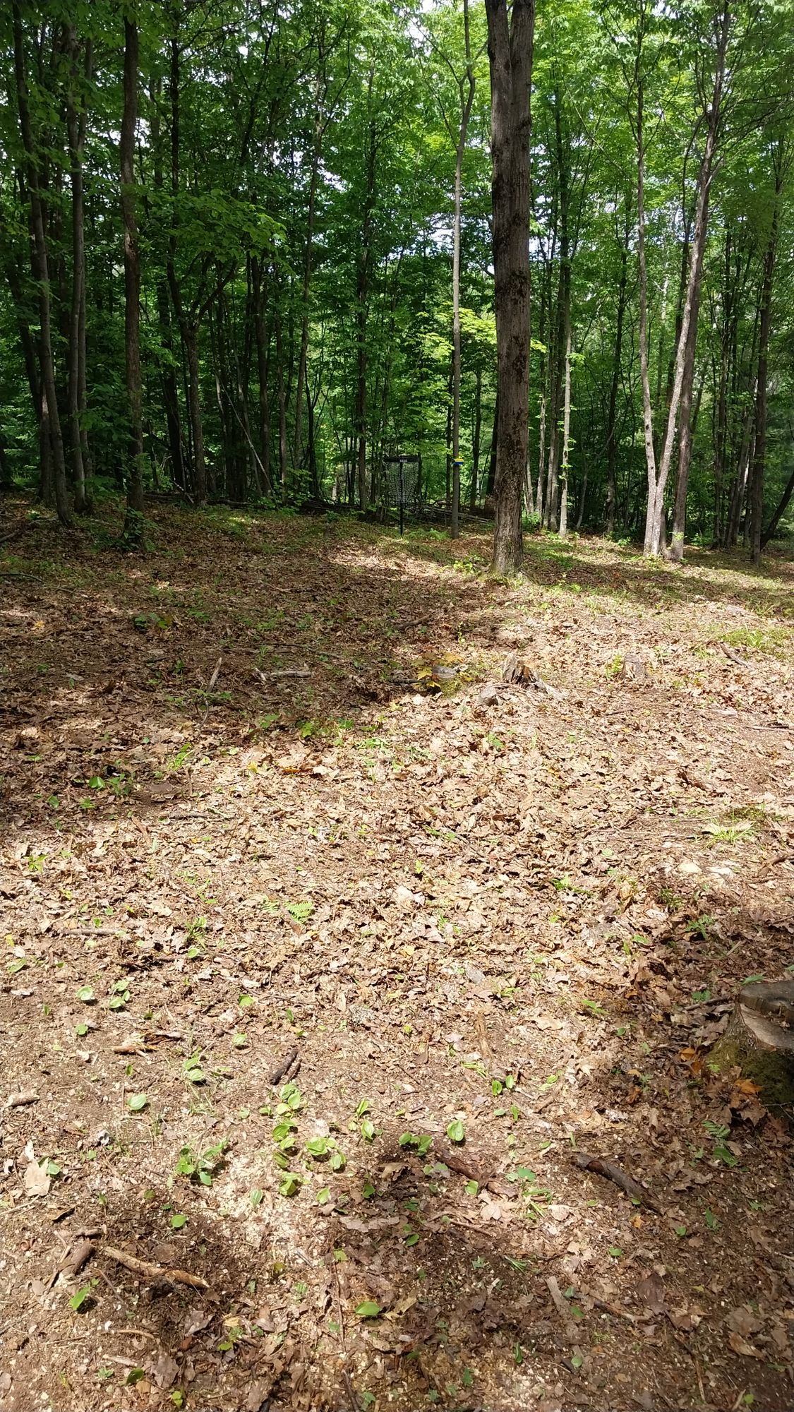 Hole 5 short