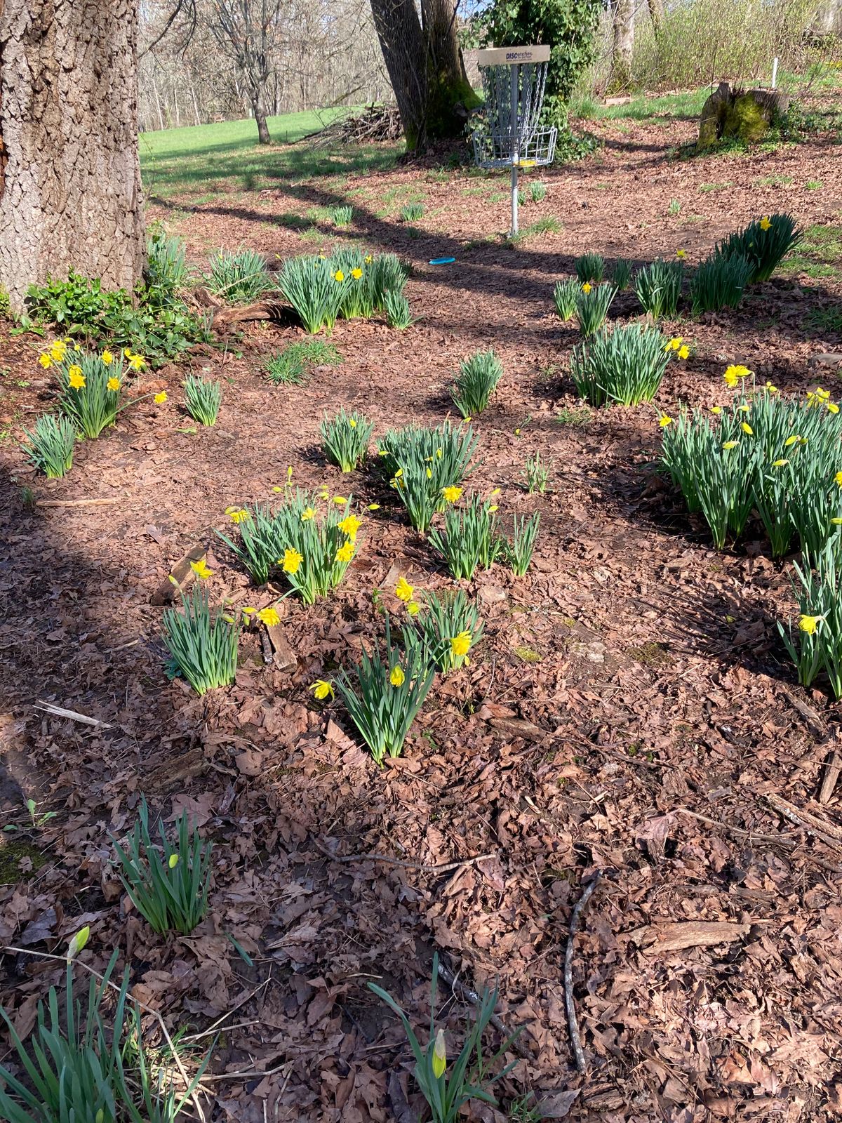 Hole 2 in the daffodils