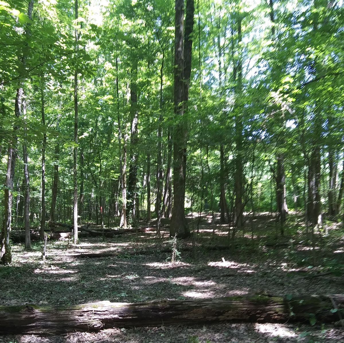 Hole 11's basket.