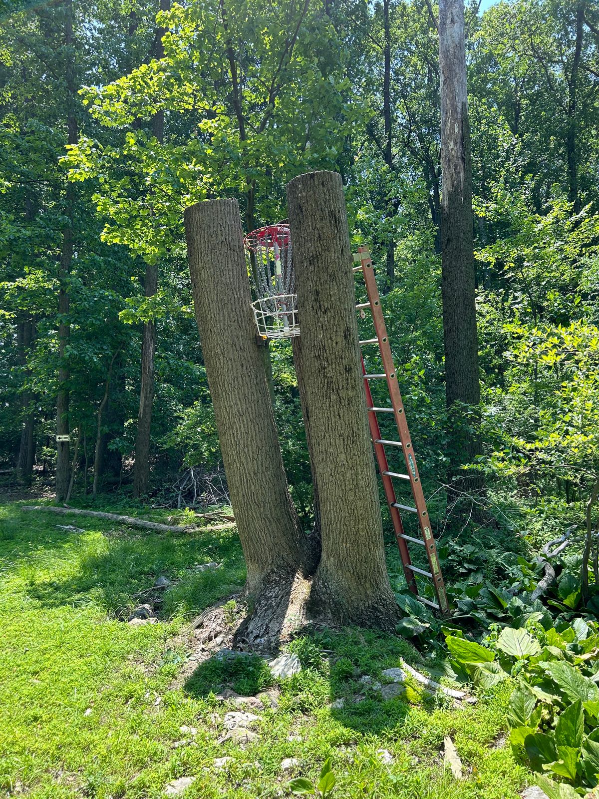 Blue Hole 2- Tree Basket