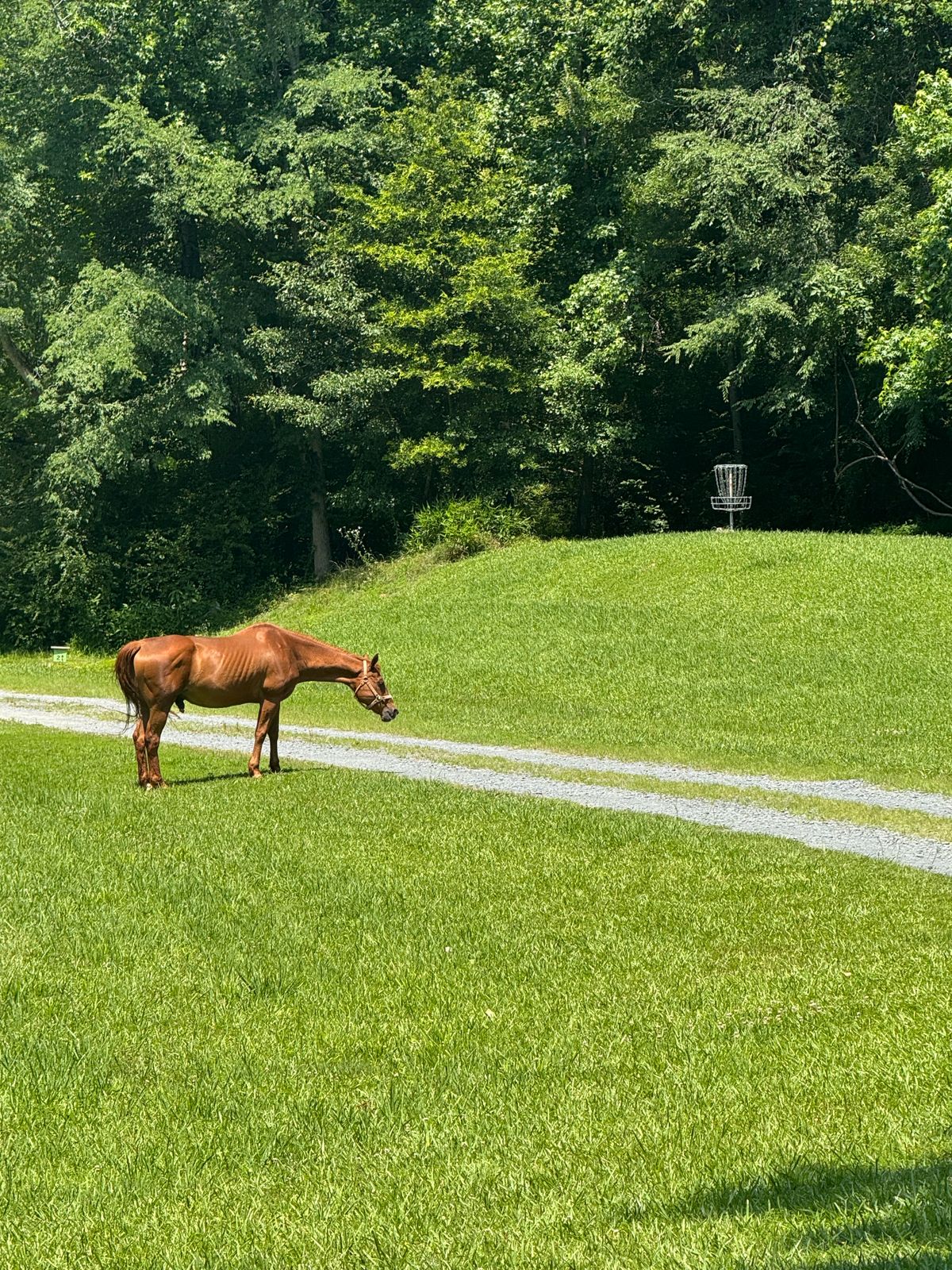 1st hole spectator!!!