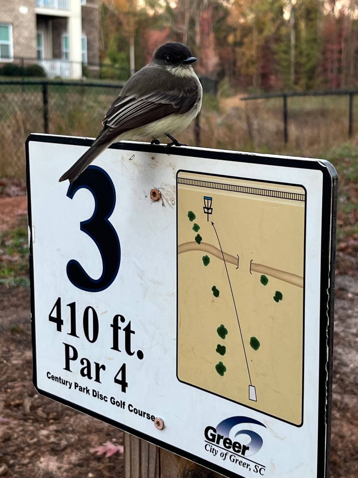 Birdie on hole 3