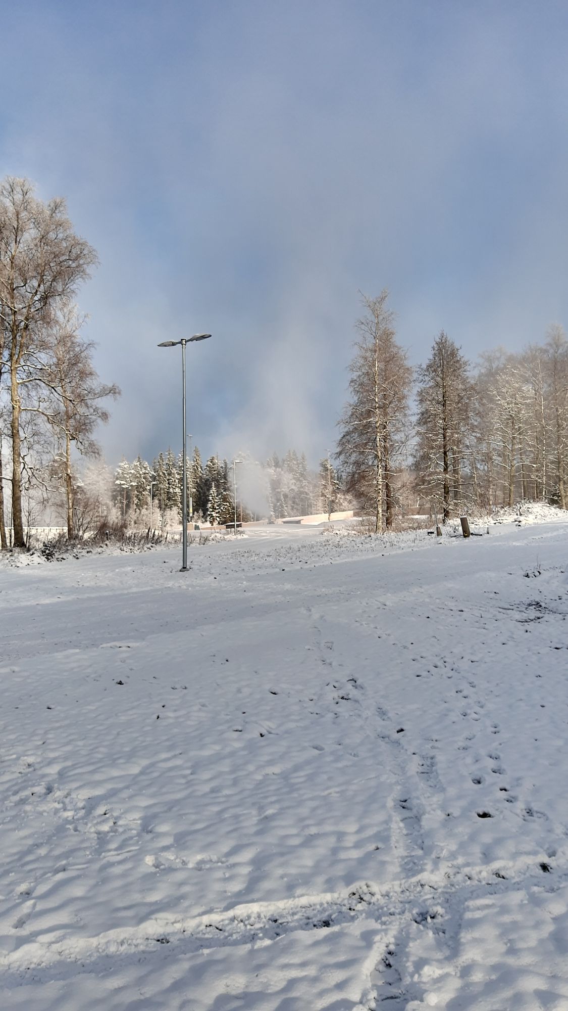 Lövhult på vintern