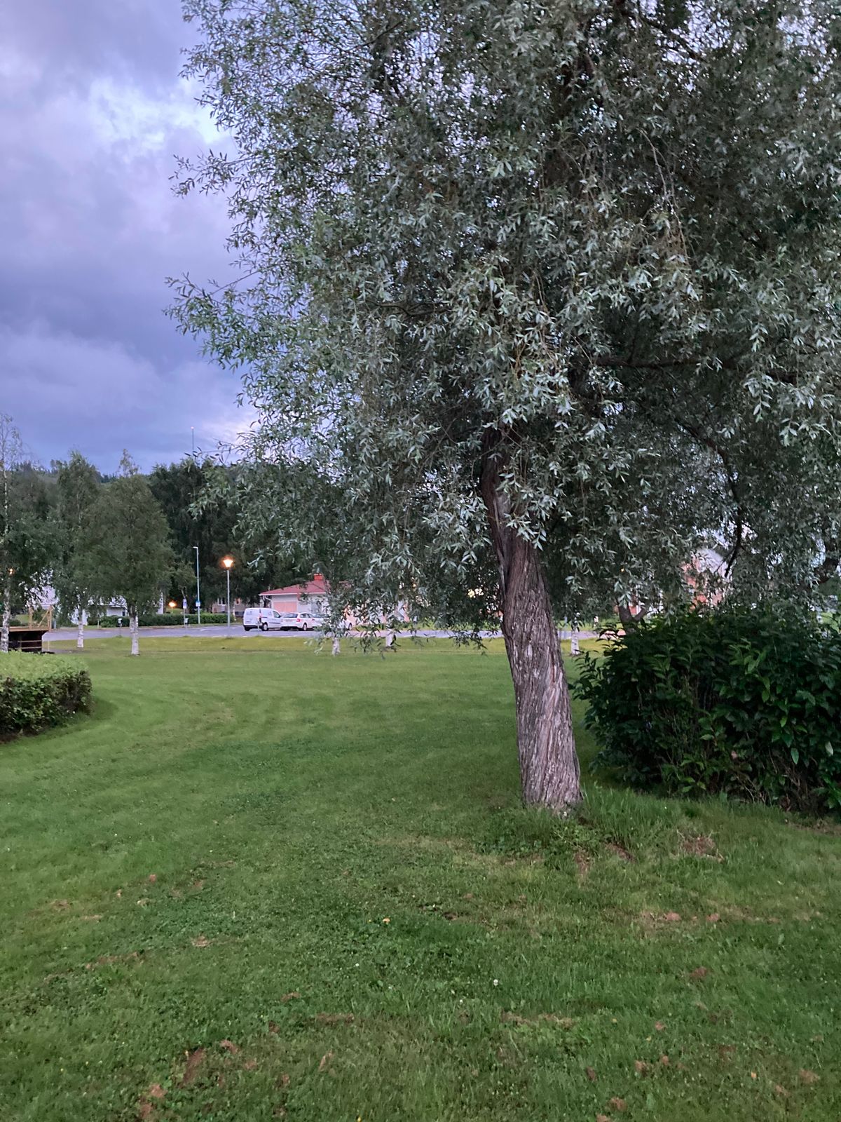 Mando till vänster om trädet.