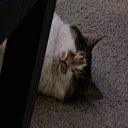 lilpeepers