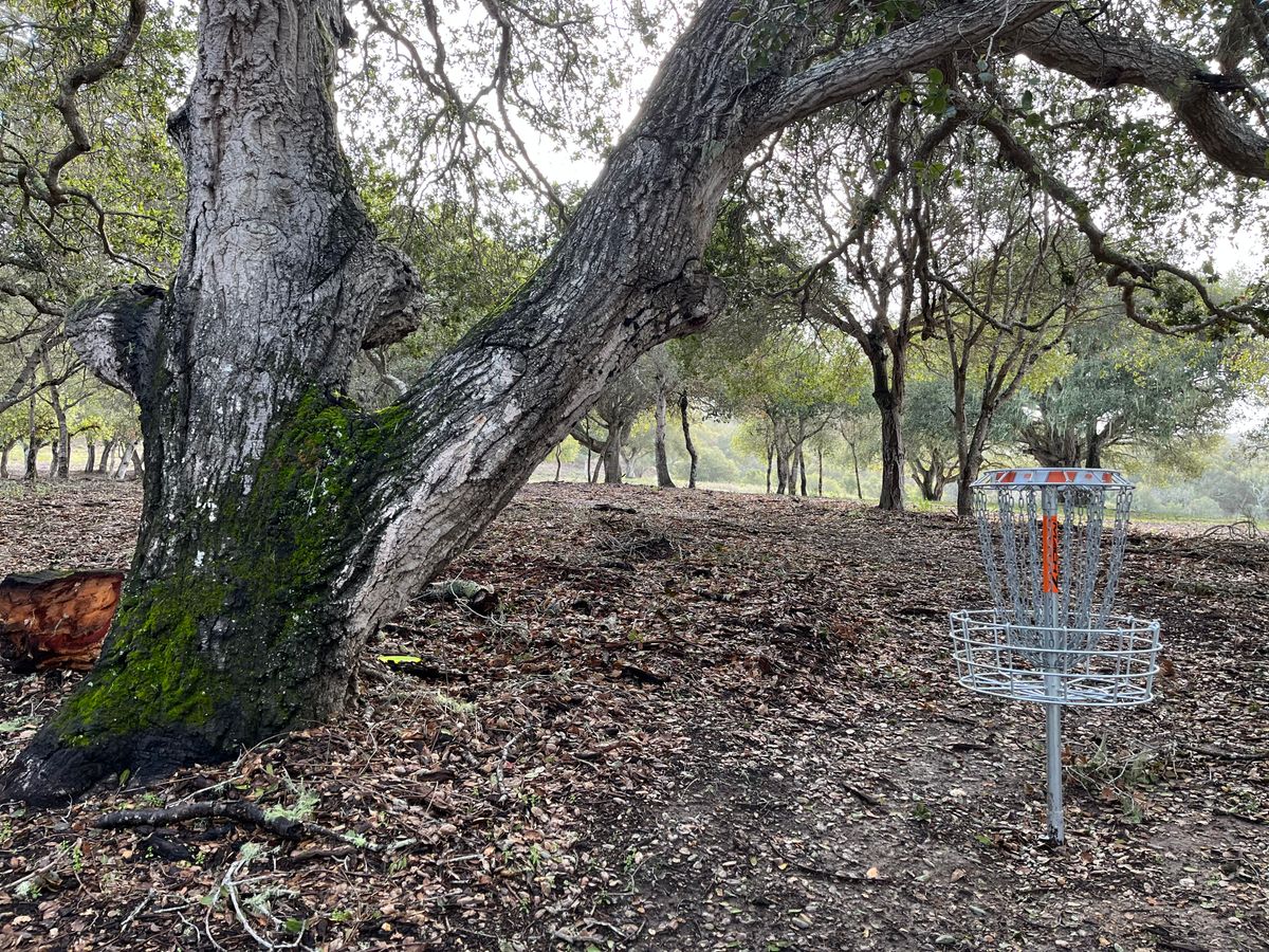 Looking back on basket from hole 7