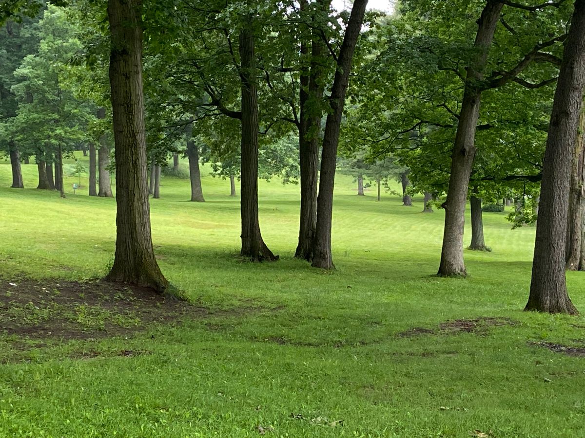 Gently rolling terrain
