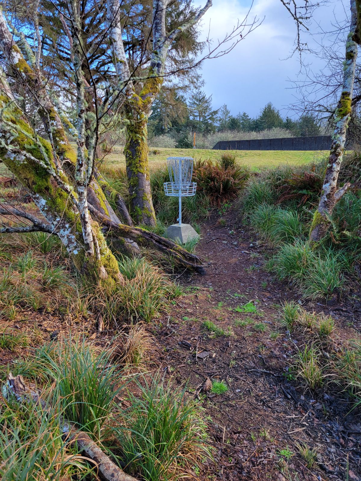 Hole 15 basket