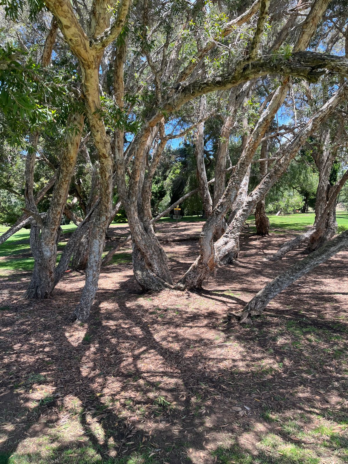 Hole 1 close to pin