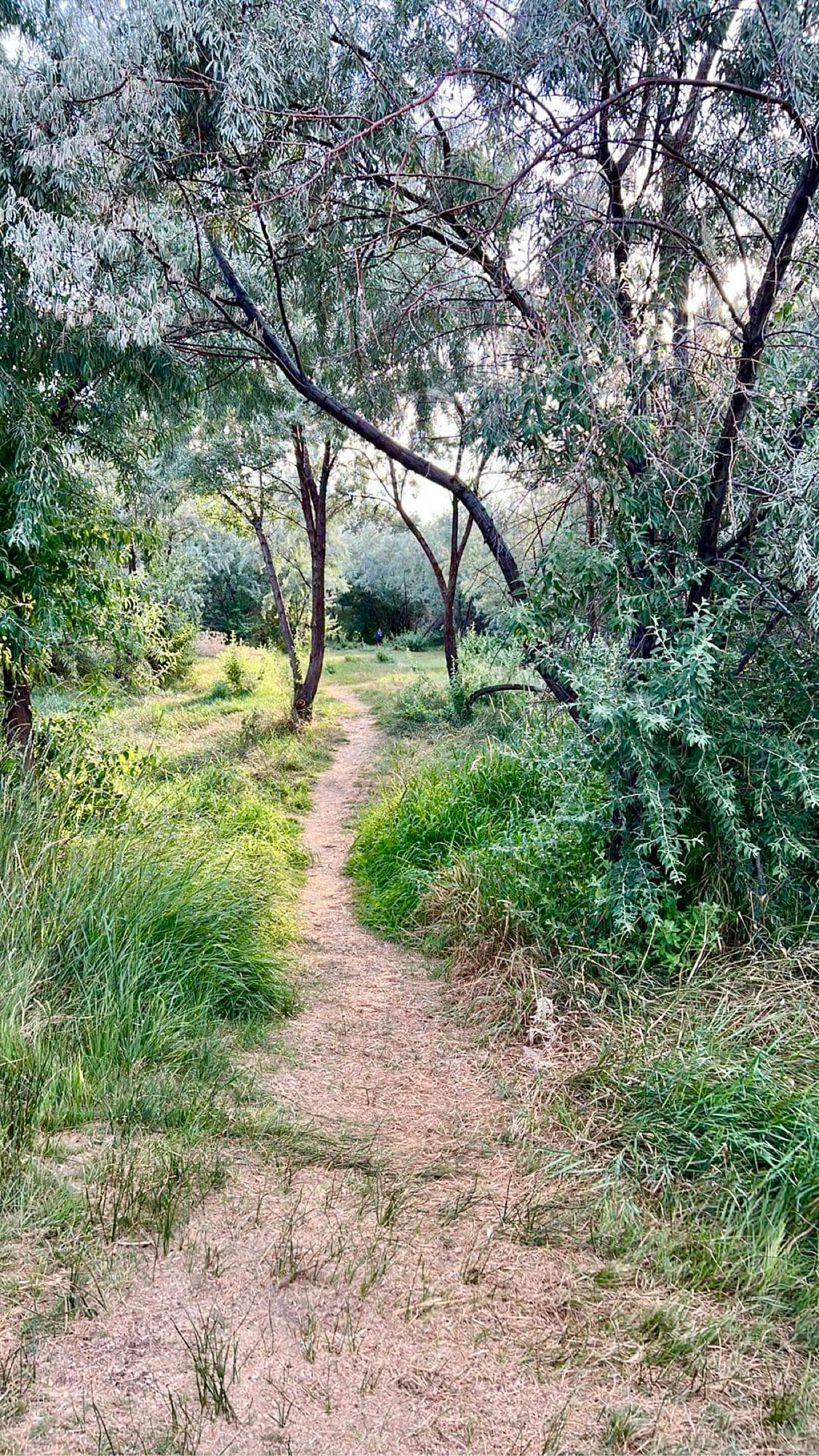 Hole 9 tee pad. A right to left challenge with early trees to avoid. Great hole.