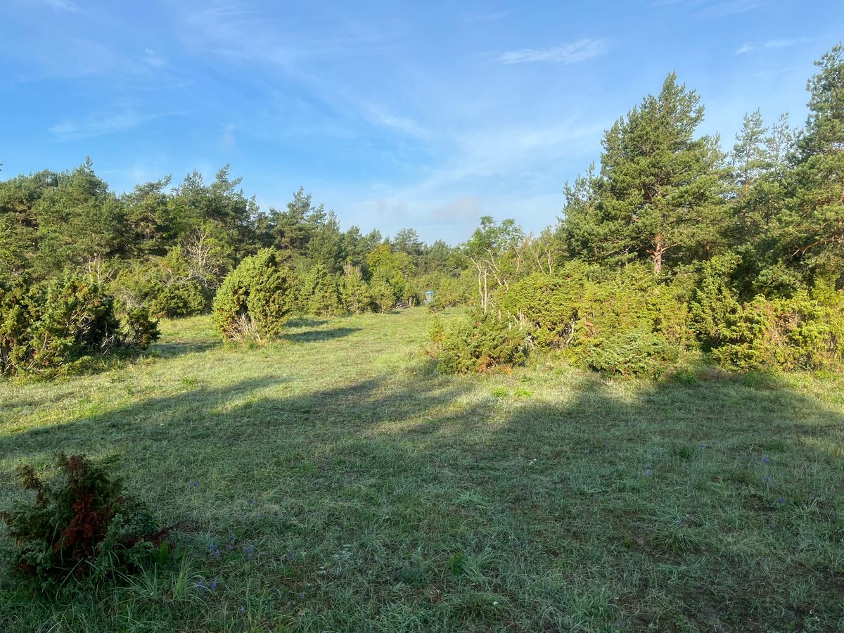 Mot hole 6 snårig vegetation till höger