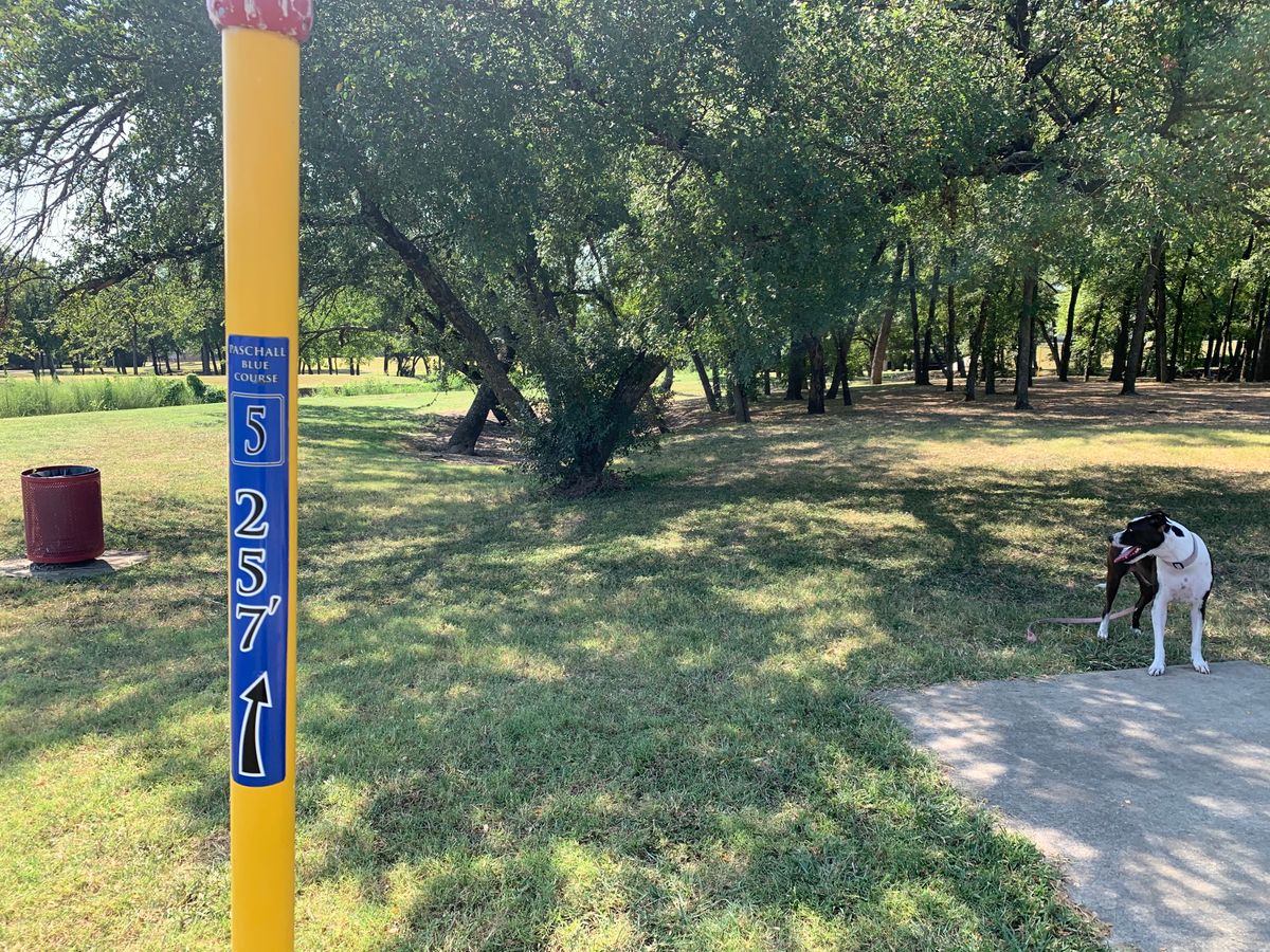 Hole 5. Blue Tee. 257 FT. Basket is straight ahead & little to left behind guard trees. Creek on left.