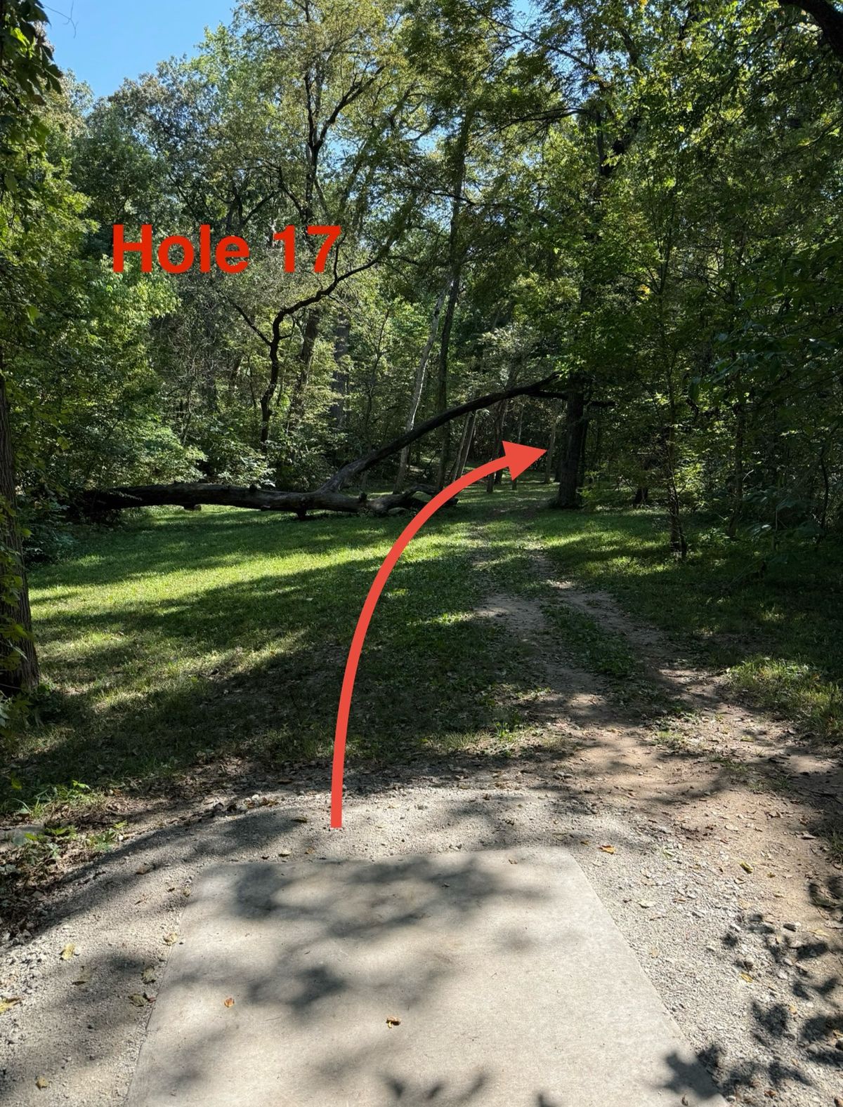 Hole 17 slight left to right shot passing over fallen tree