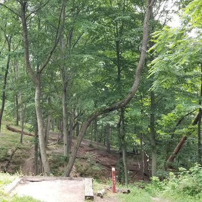 Hole 12 red tee. White basket left. Yellow basket right.