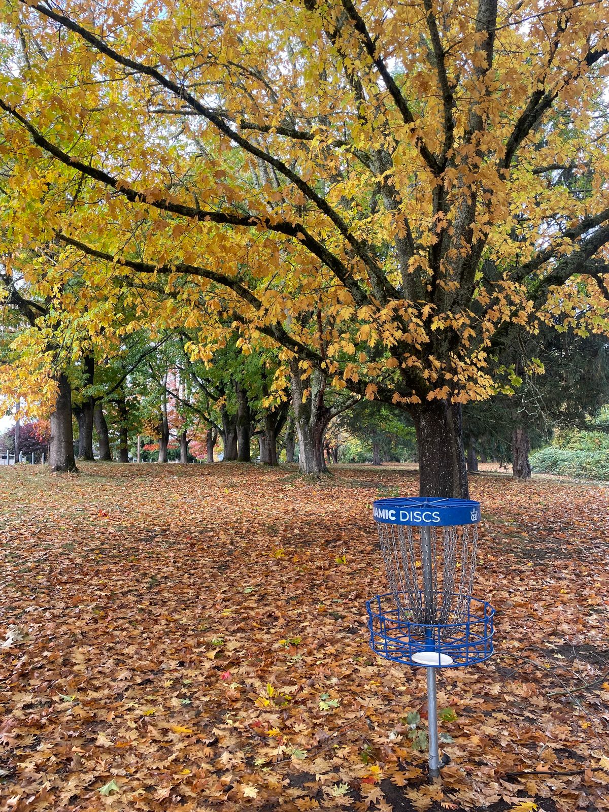 Hole 7 basket looking back towards fairway