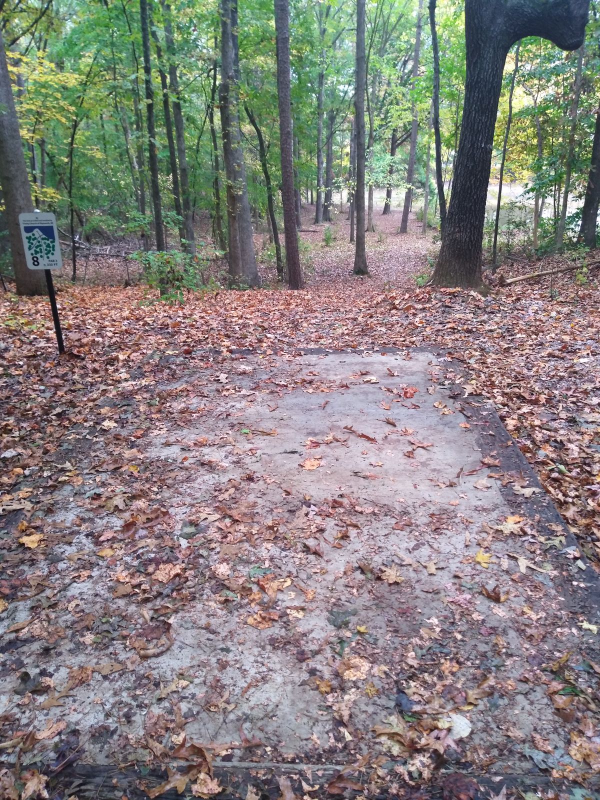 Tee box and fairway. Basket is basically straight ahead through the trees.