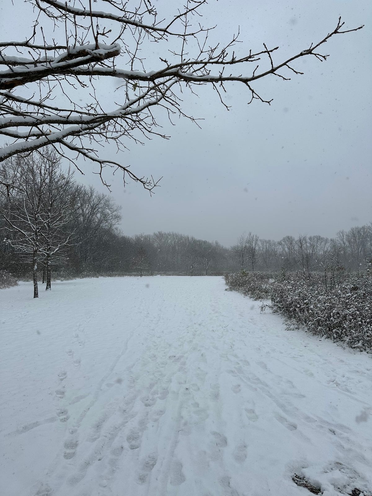 Snowy November Saturday morning in central Indiana.