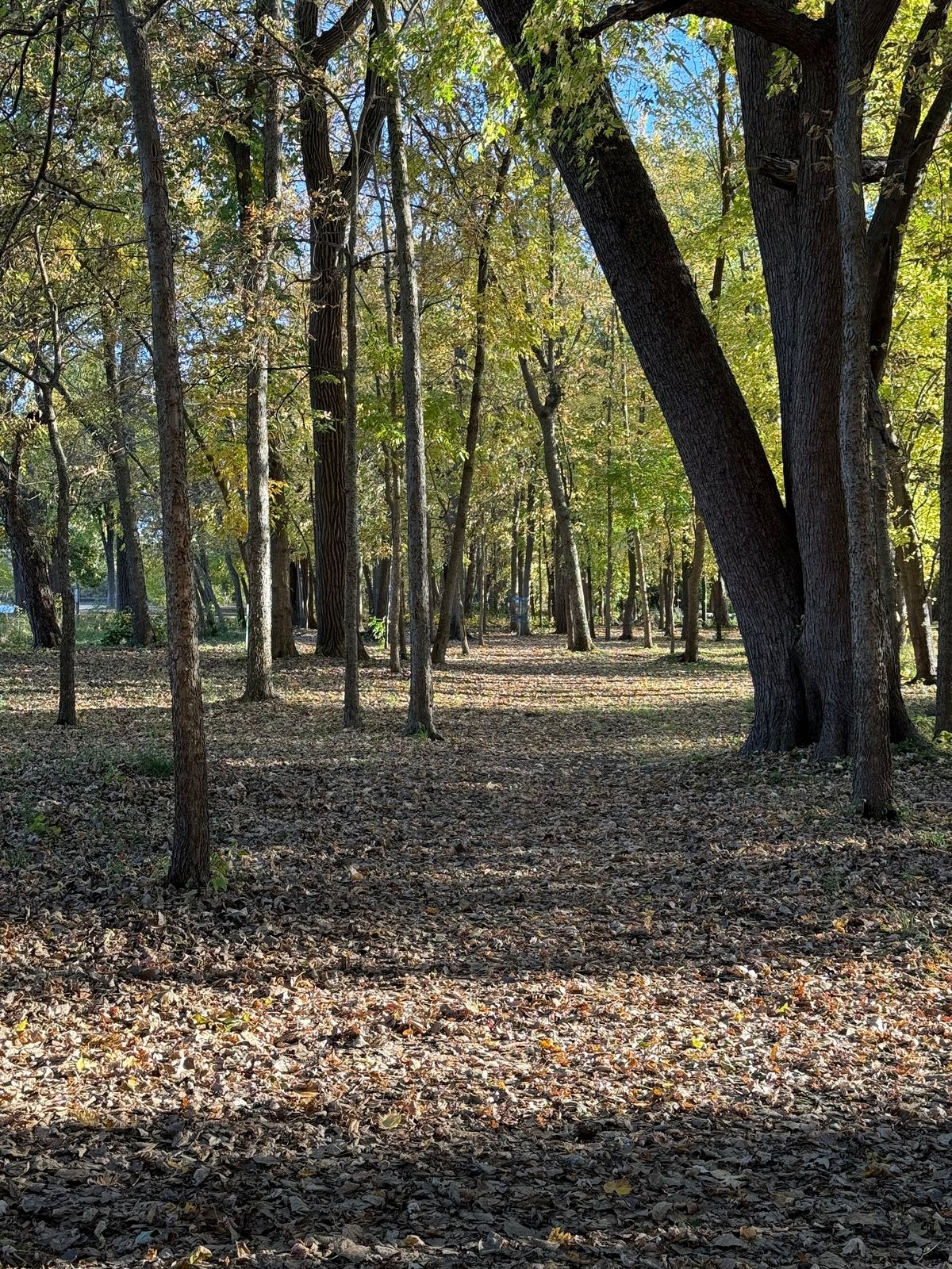 Hole 4 pin from tee 10/23/25