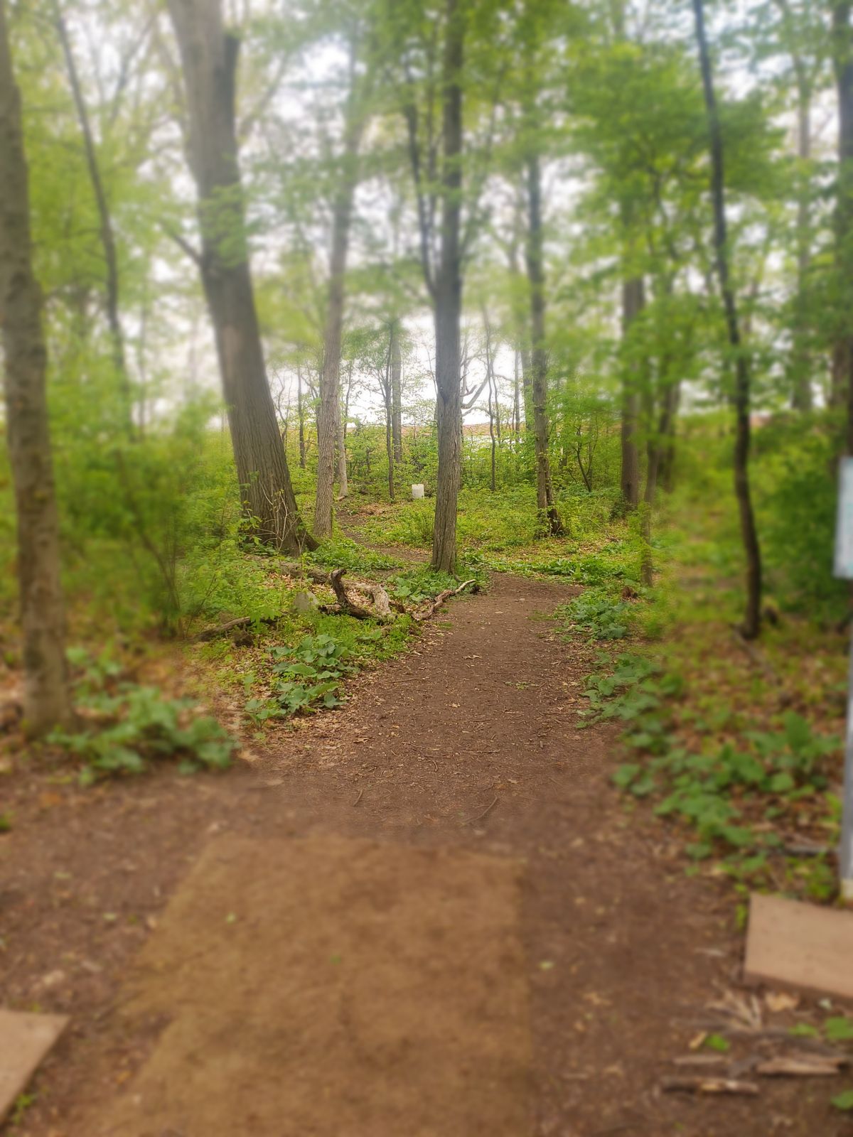 Hole 6 small dog leg left
