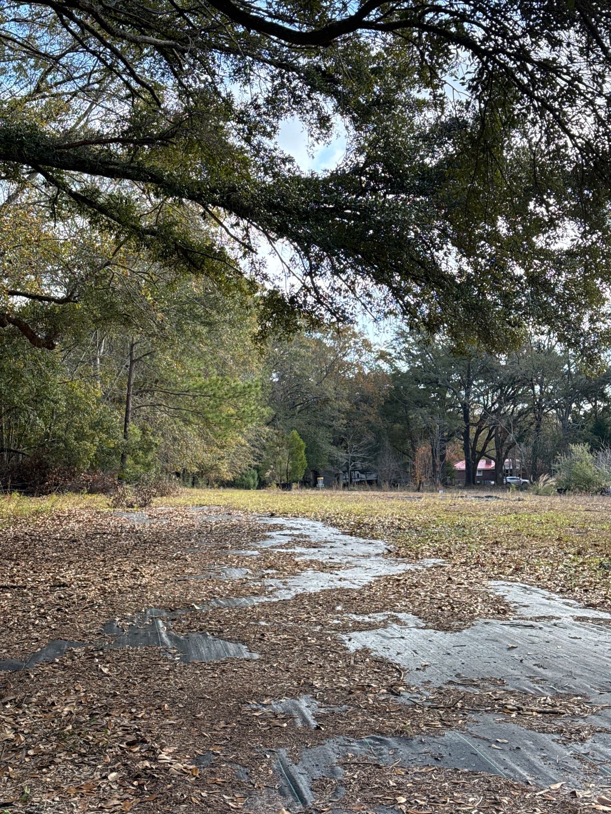 Hole 14 approach to basket