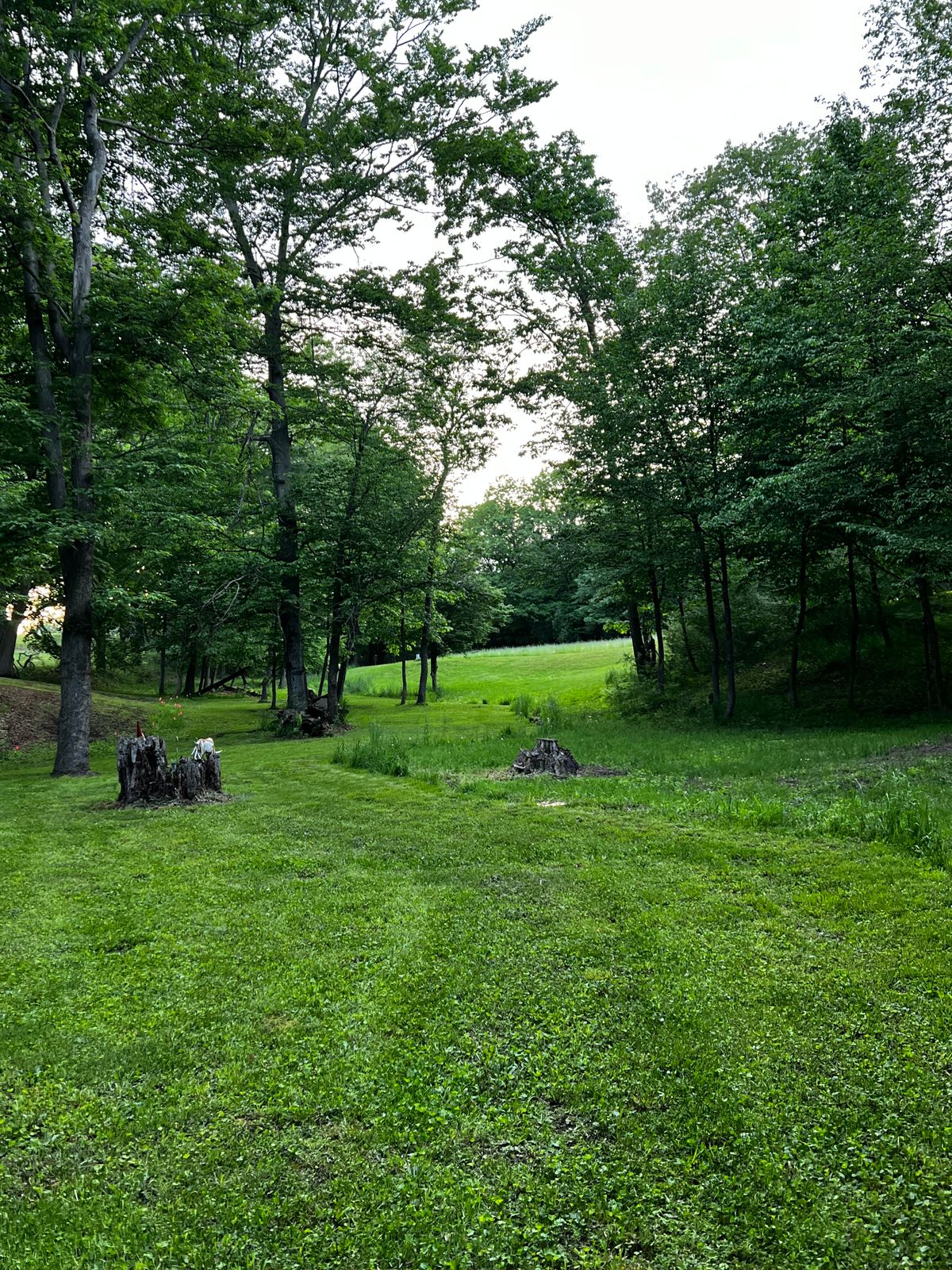 Acorn hills Fox squirrel old listing