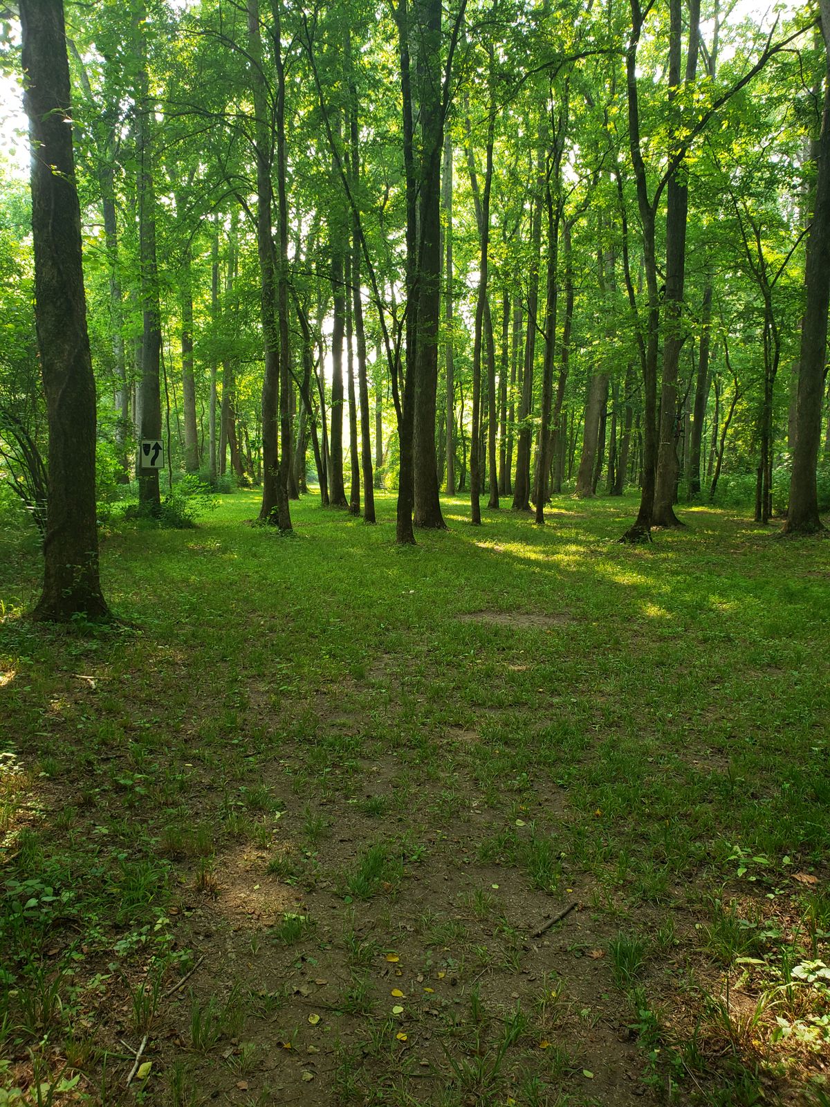 Hole 8 from tee pad. Basket is straight ahead with a slew of trees about 50ft away and several options for a shot.