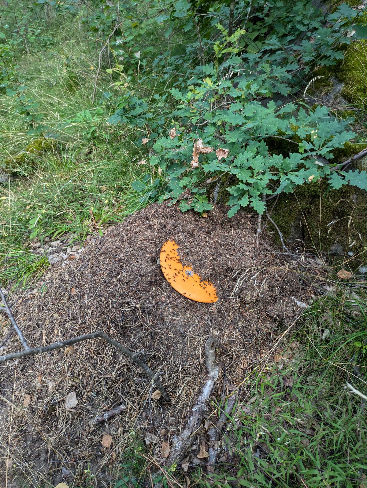 Rikligt med myror.