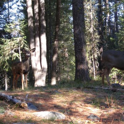 The deer like this course.