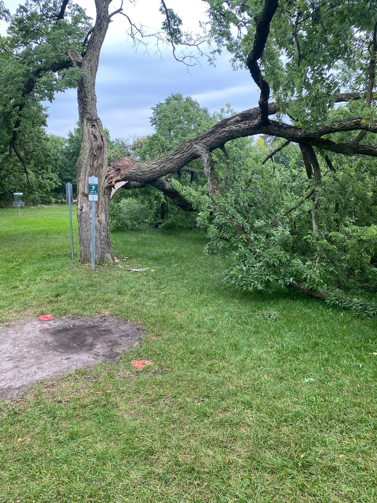 Tree recently down on 7