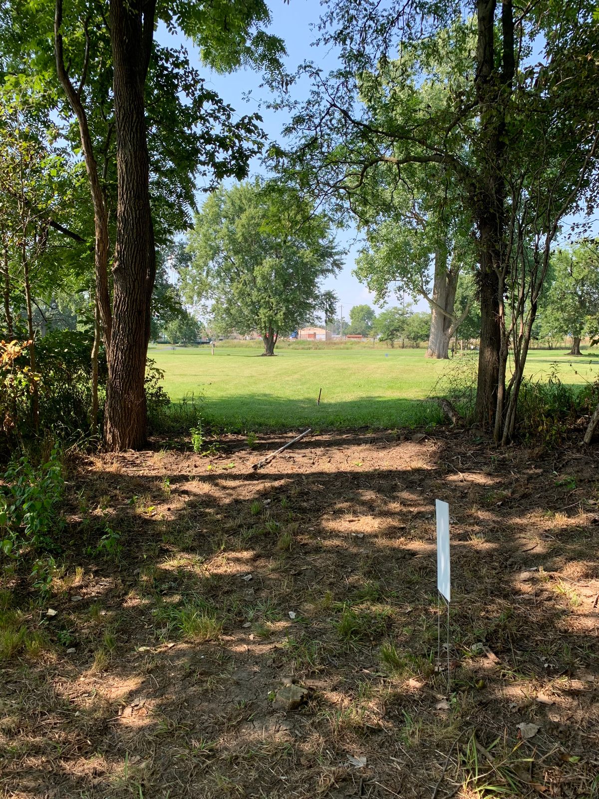 #6 tee area