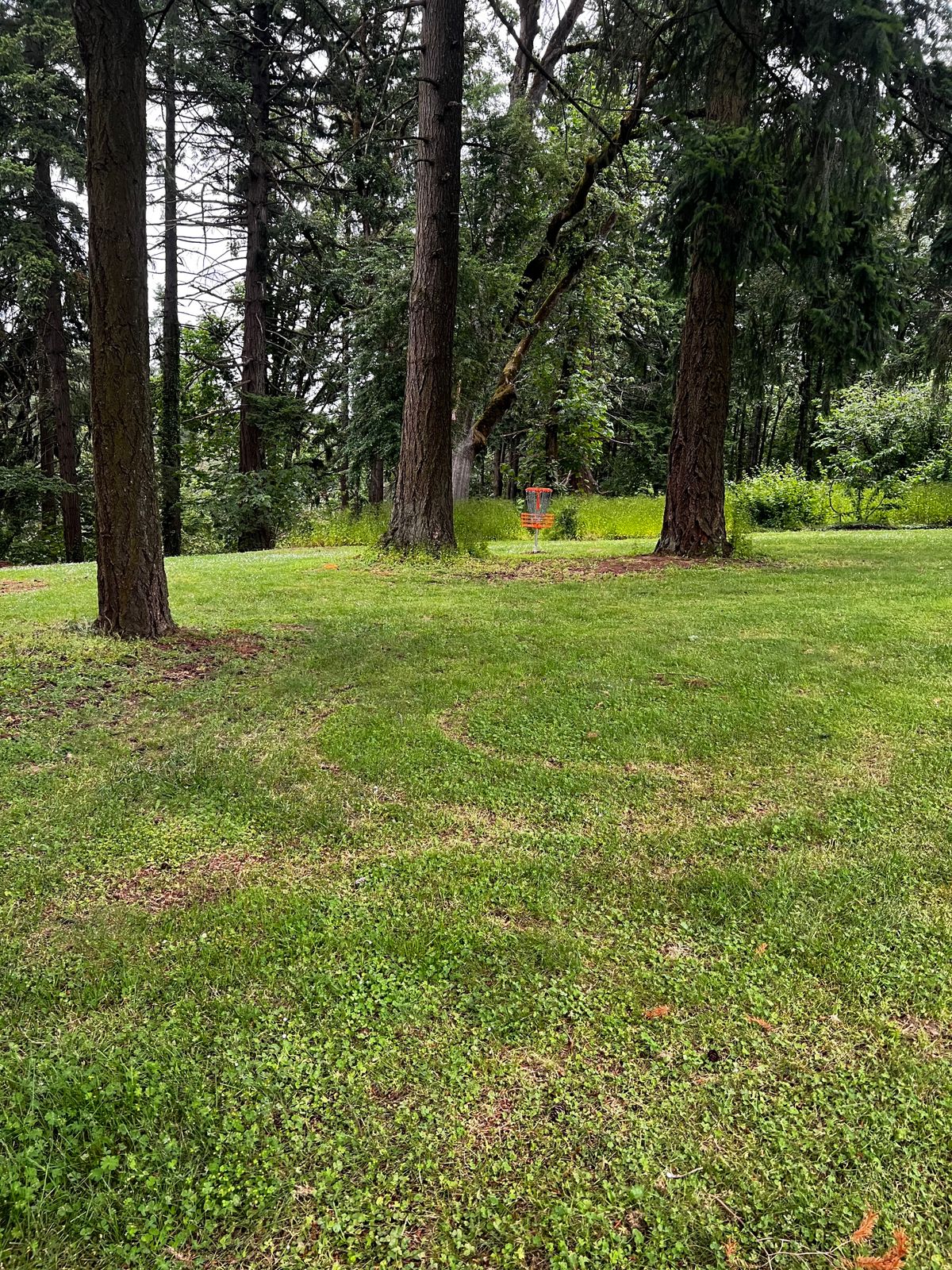 Nicely trimmed fairway beautiful guardian trees near the basket.