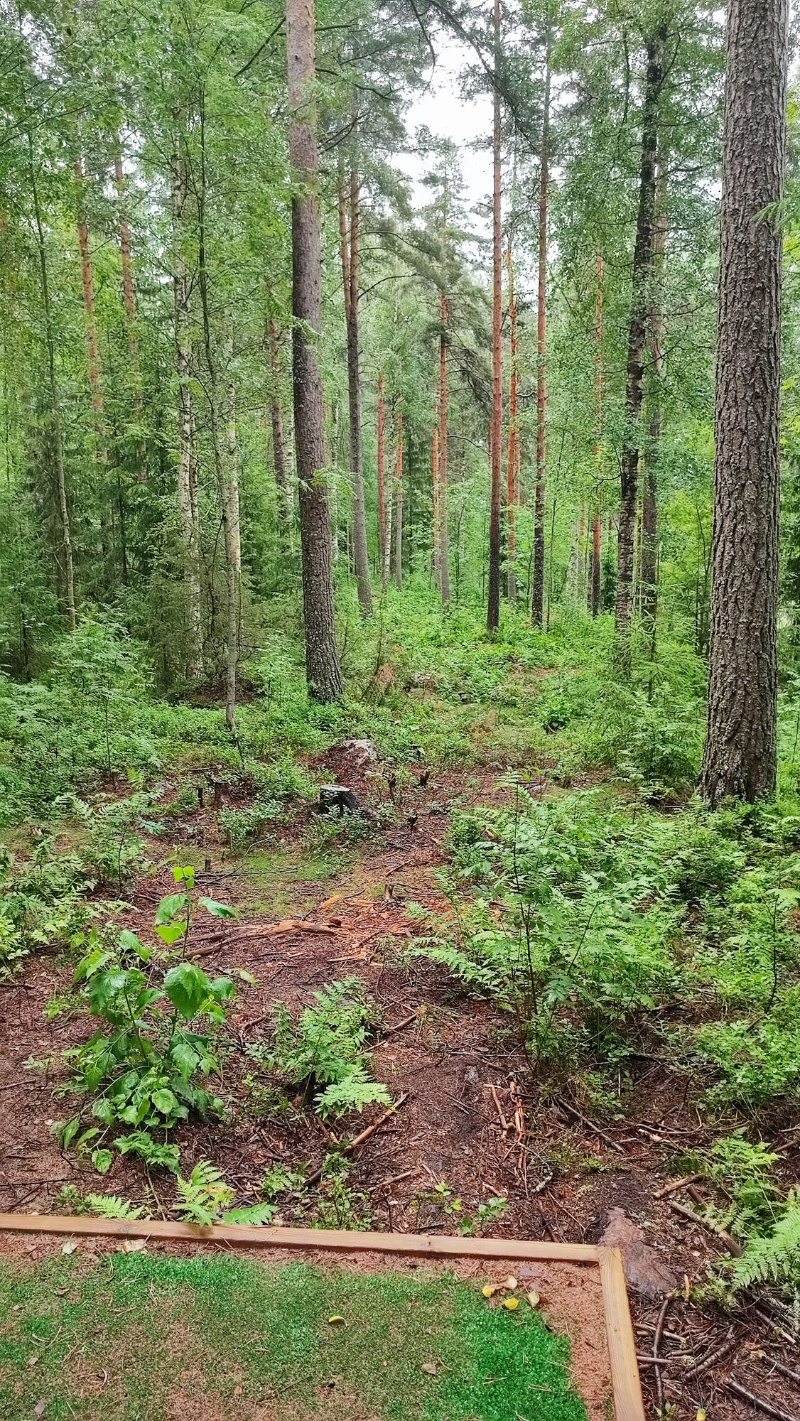 Väylä 7 sokkoheitto viidakkoon