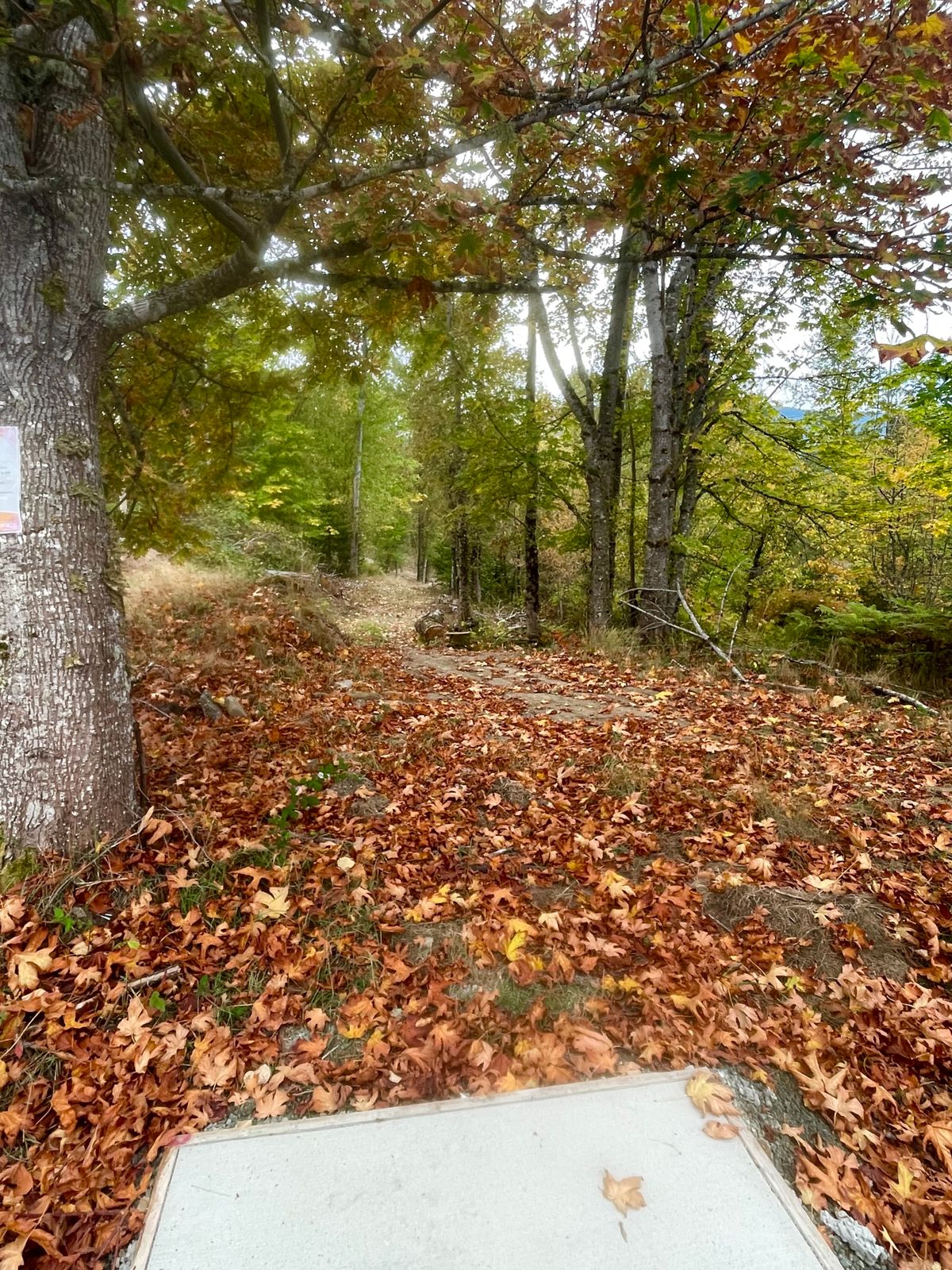 Hole 1 gold teepad