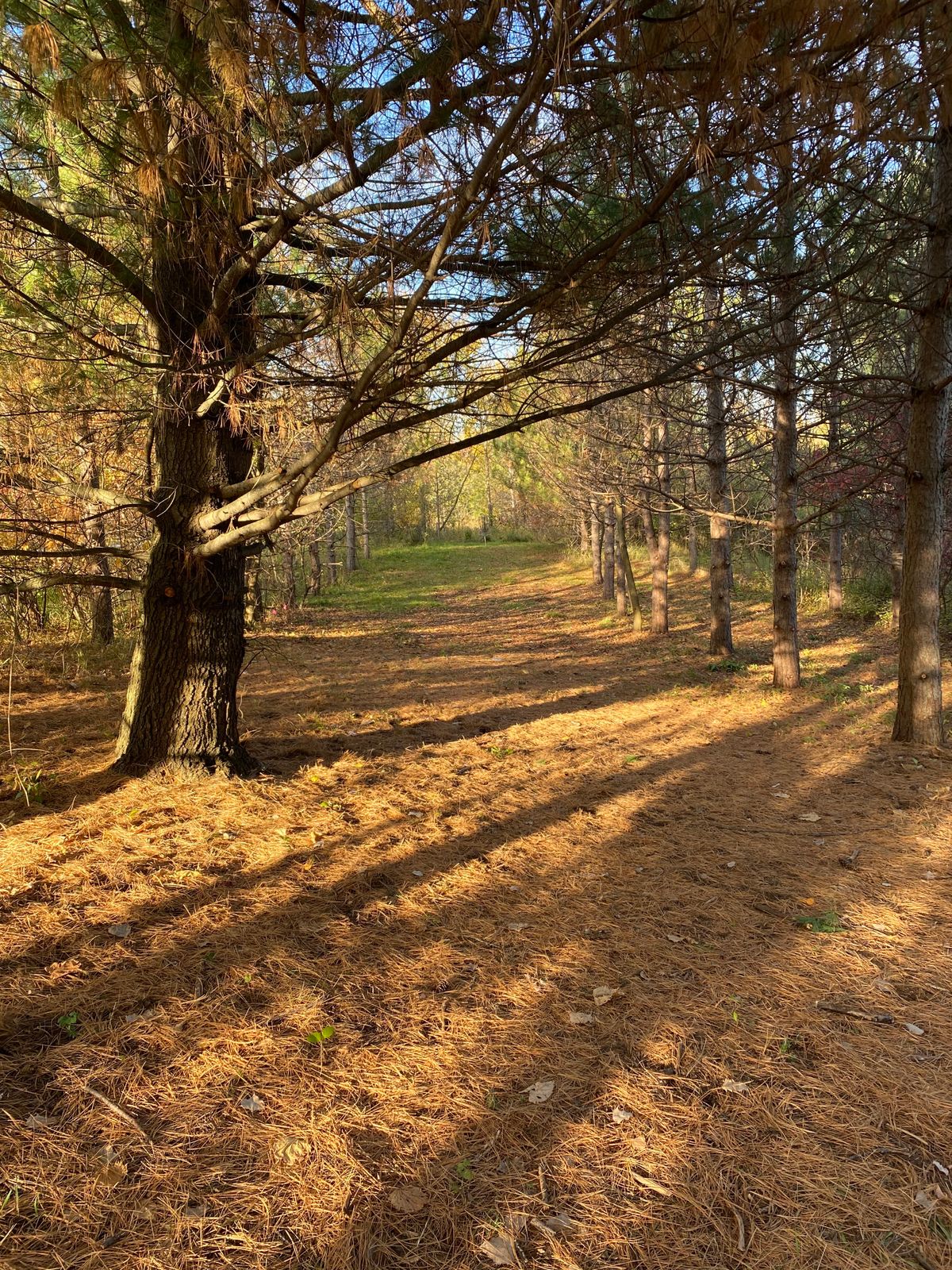 Hole 6 from fairway