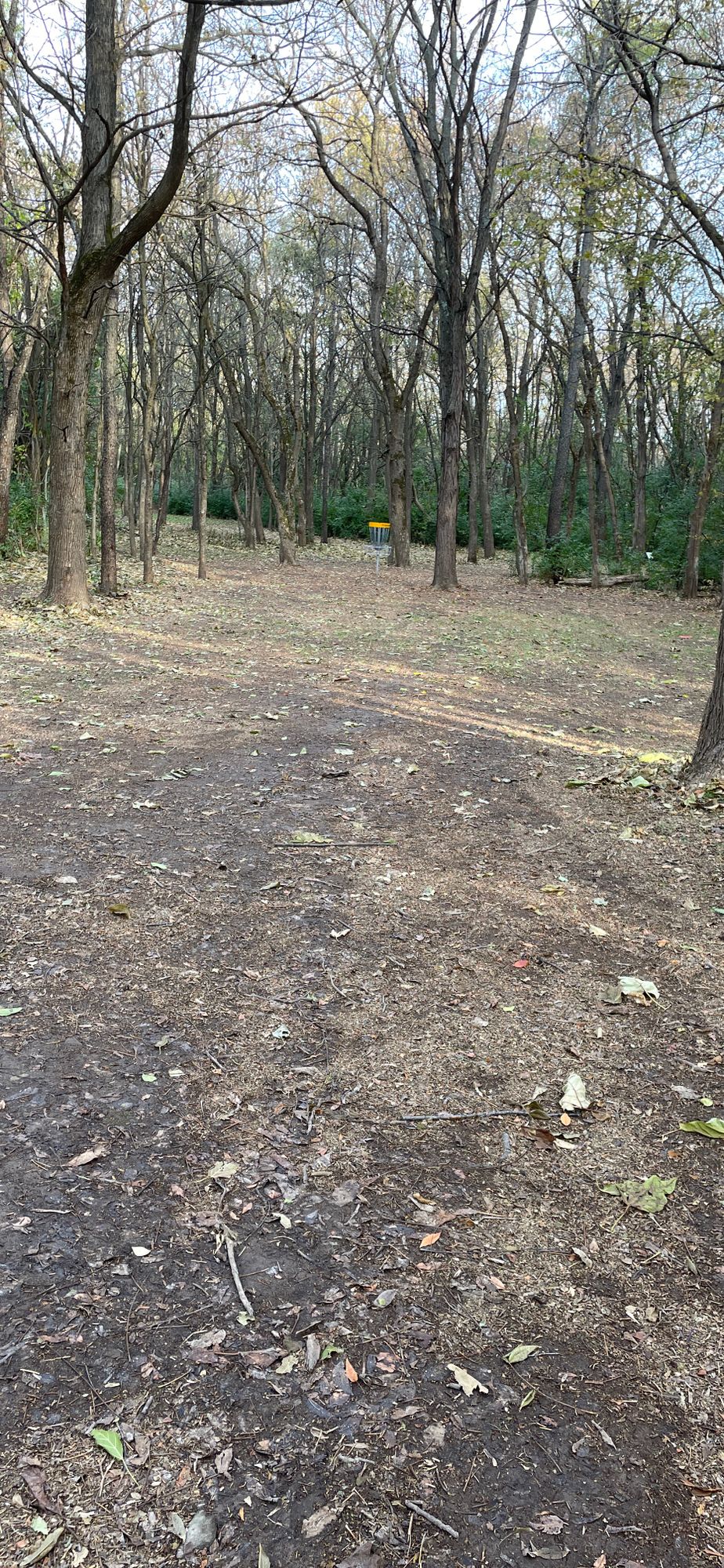 Forested areas are freshly raked! 11/7