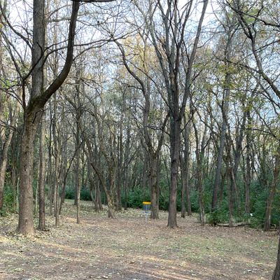 Forested areas are freshly raked! 11/7