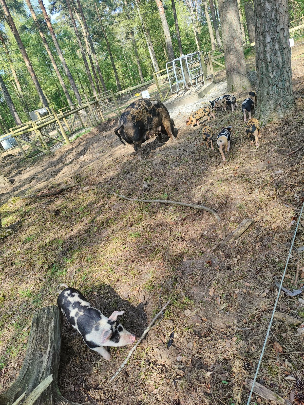 Man går förbi grisarna