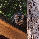 treetrimmer74