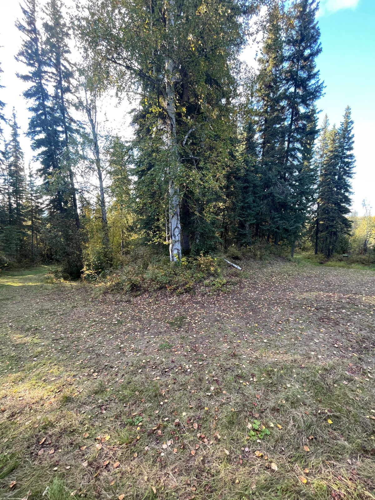 Hole 11, top of the “U” with birch mandó directly in front