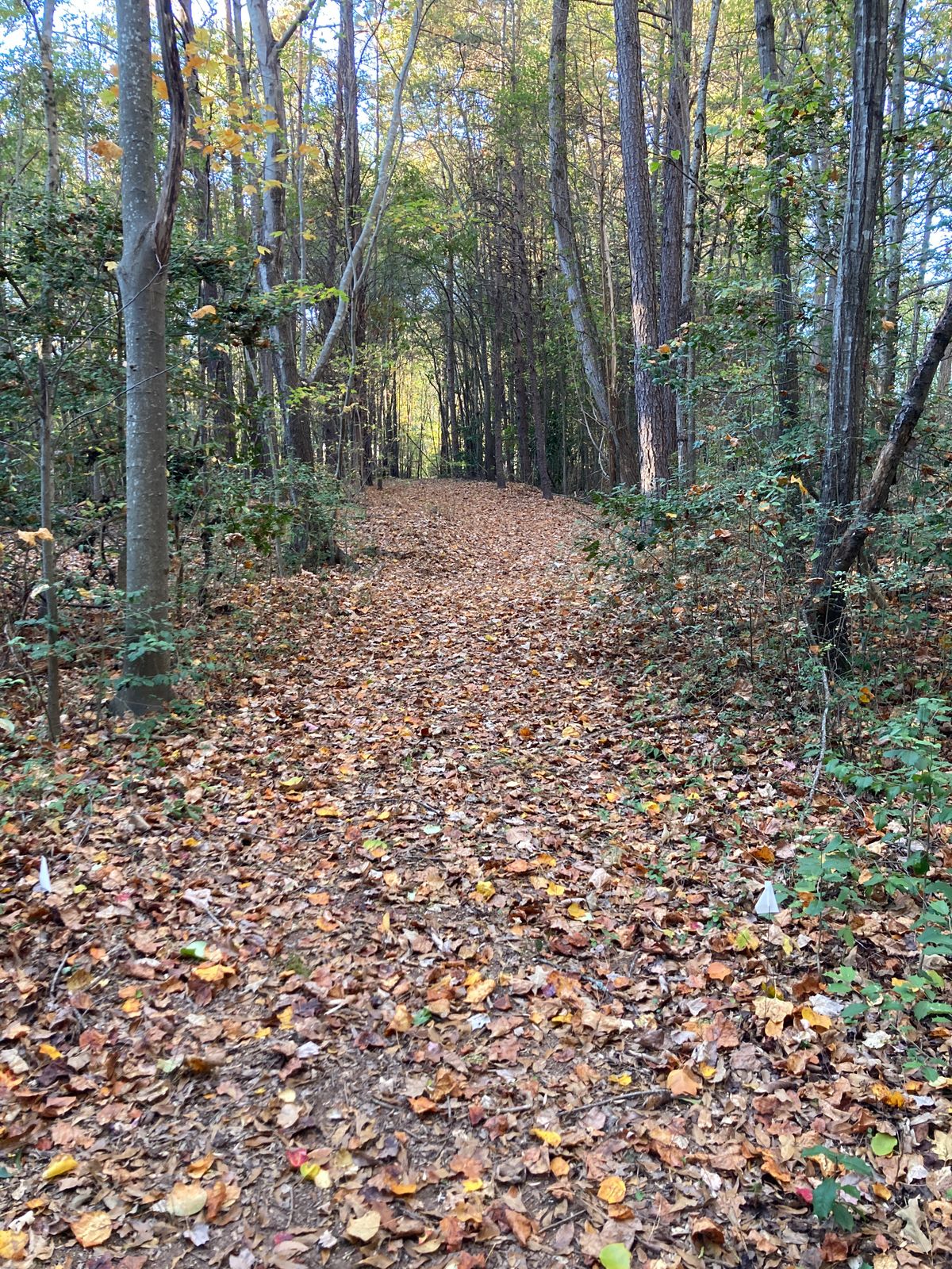 Hole 6. Tight tunnel shot that finishes slightly right