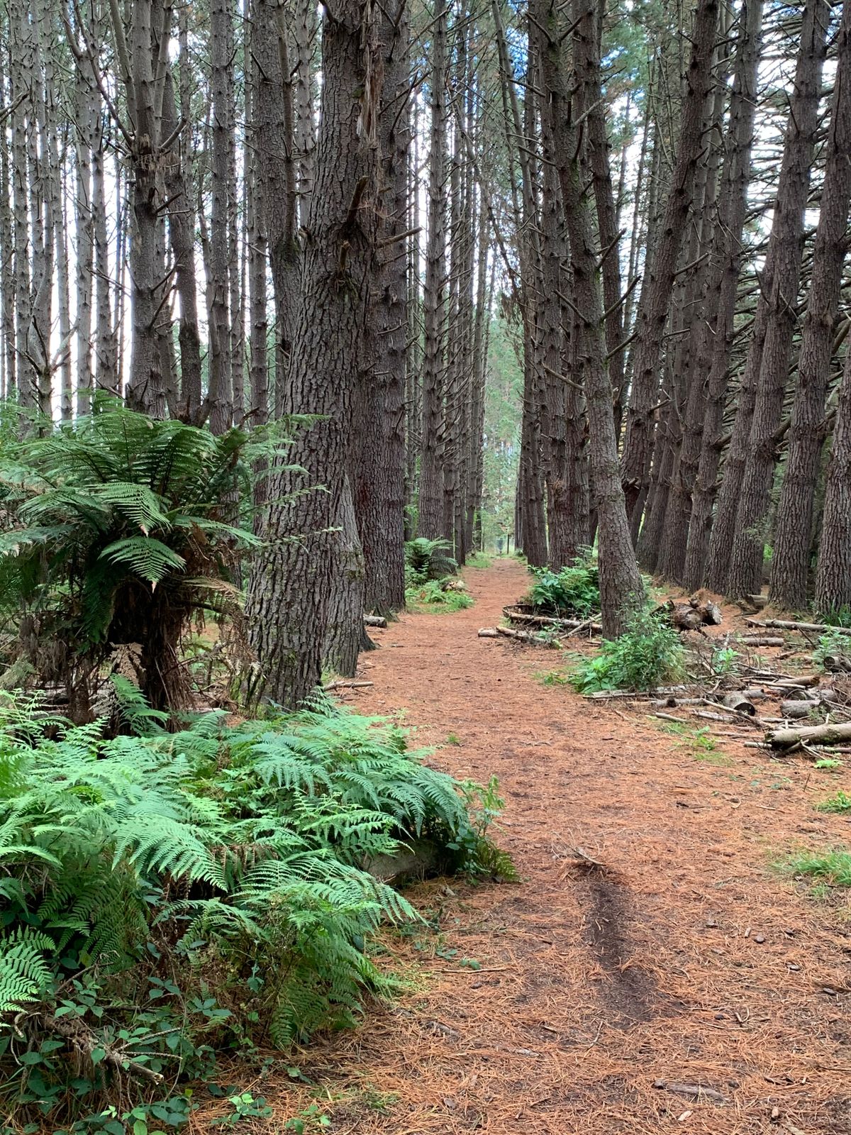 Tight corridor of trees for hole 14 