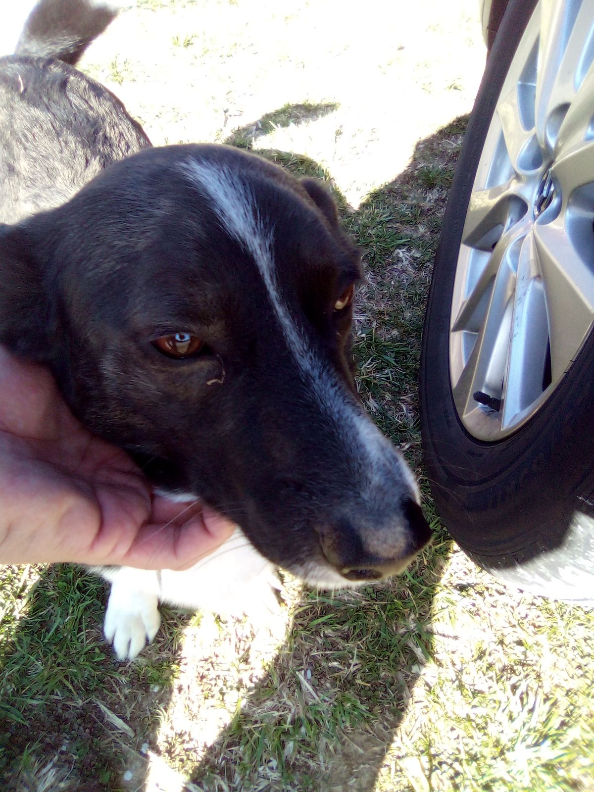 Dog at the shop! Sweet puppy! Owners dog loves attention! 😊