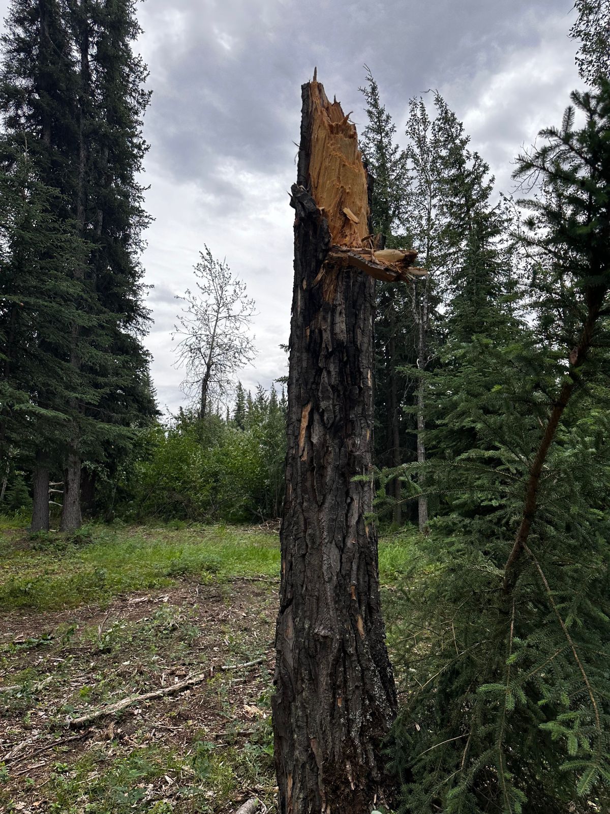 Lighting struck tree.
