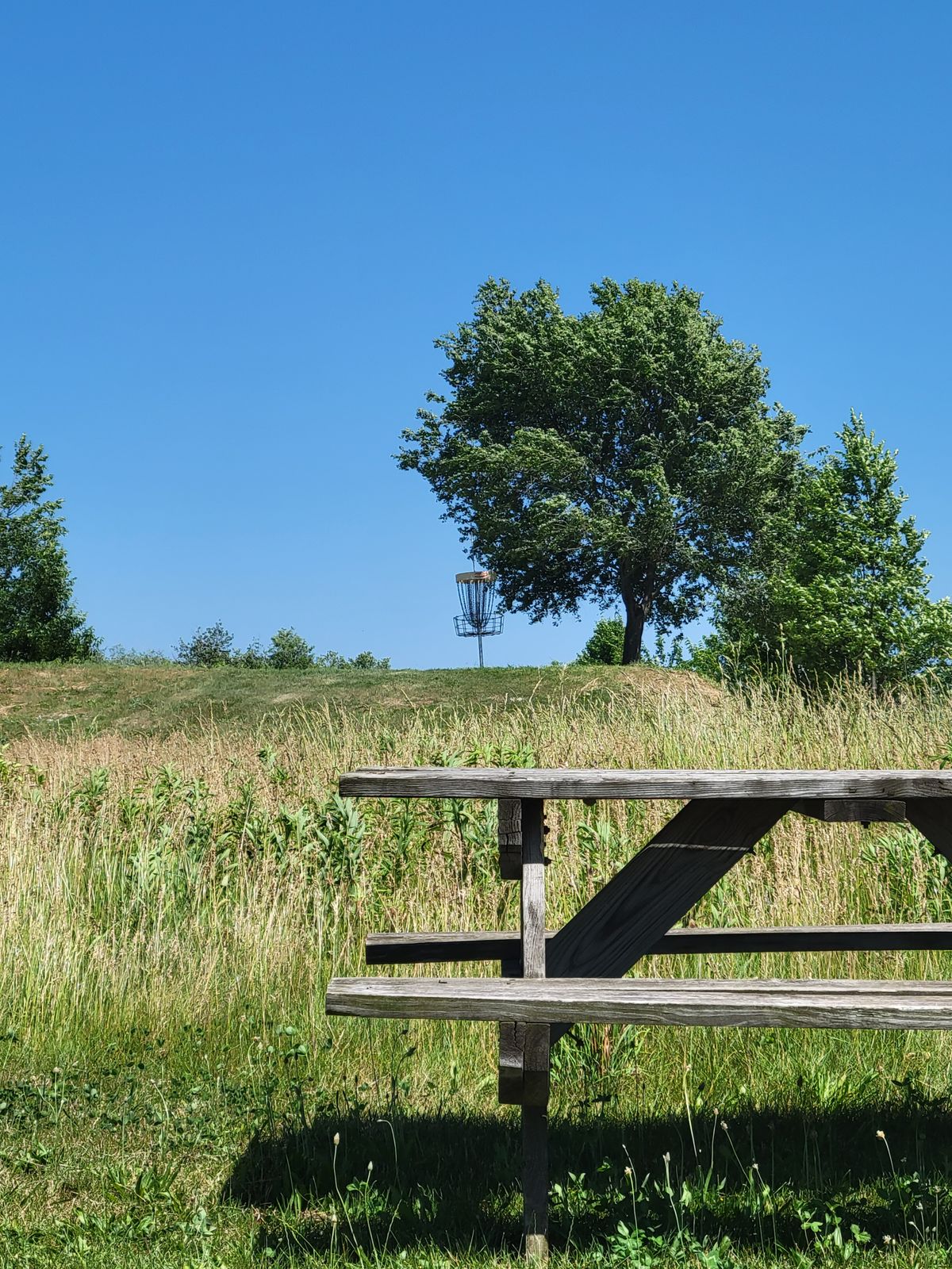 Picture of rough against a picnic table.