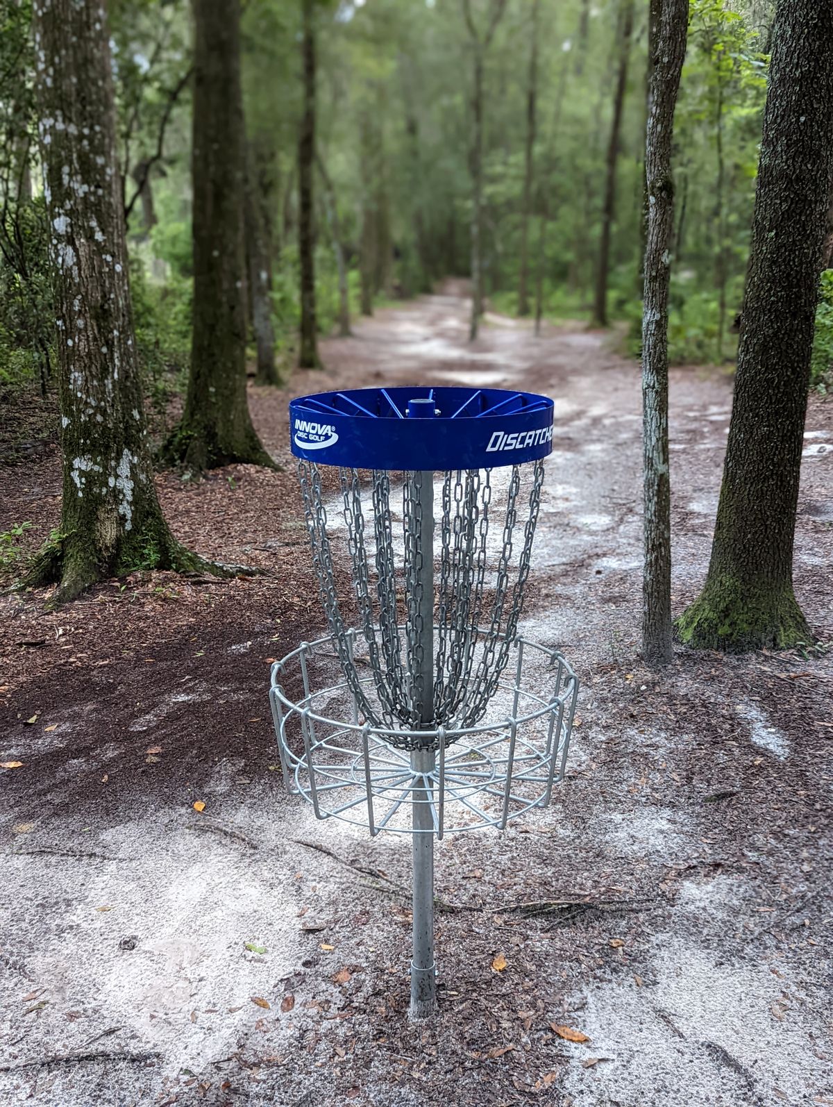 Hole 10 short basket location, looking back up the fairway.