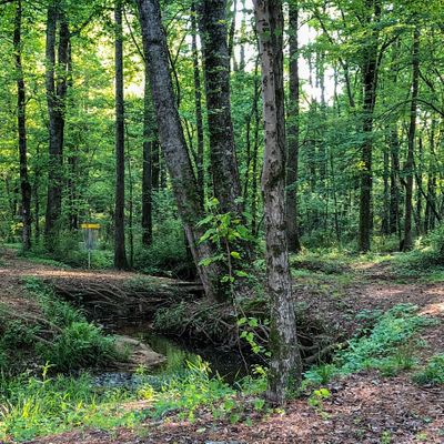 Hole 15